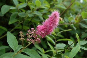 Спирея иволистная (Spiraea salicifolia)