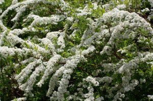 Спирея Аргута (Spiraea x arguta)