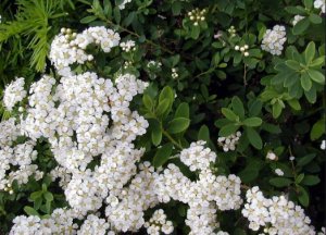 Спирея ниппонская (Spiraea nipponica)