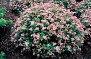 Спирея японская (Spiraea japonica)