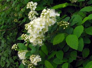 Спирея дубравколистная (Spiraea chamaedryfolia)