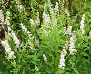 Спирея белая (Spiraea alba)