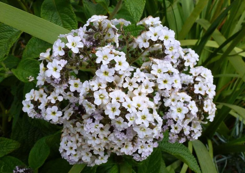 heliotropium arborescens alba