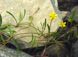 ranunculus flammula