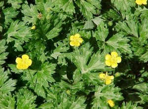 Ranunculus repens