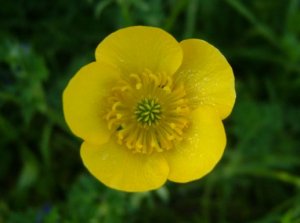 Ranunculus repens