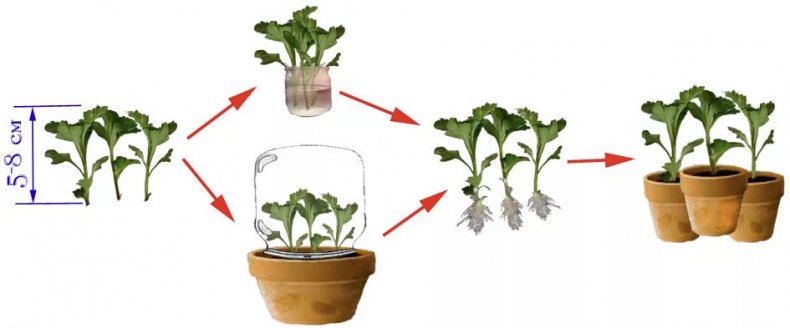 черенкование хризантем