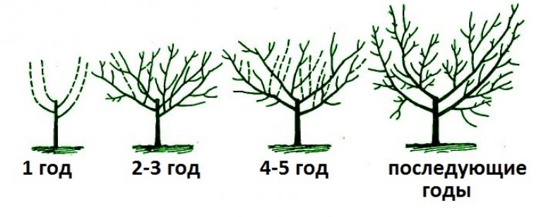 Обрезка