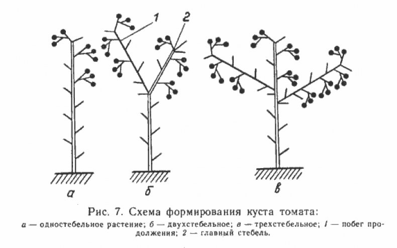 Формирование куста томата