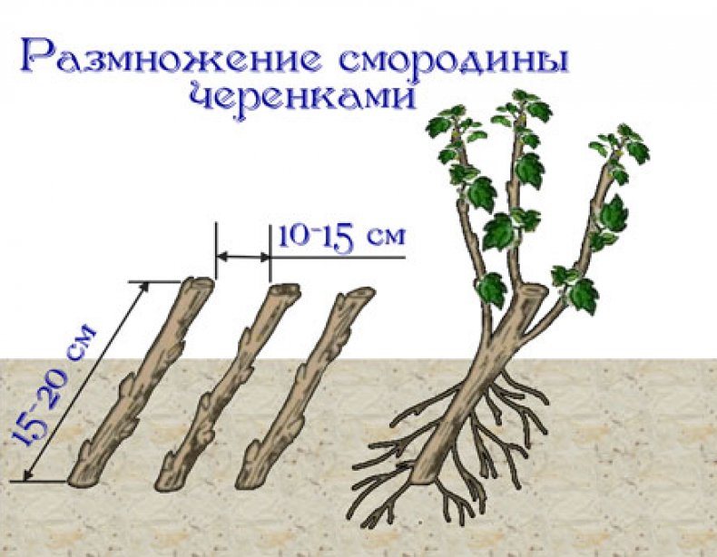 Черенками