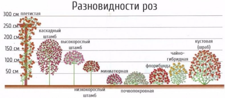 Разновидности роз