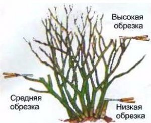 Обрезка роз