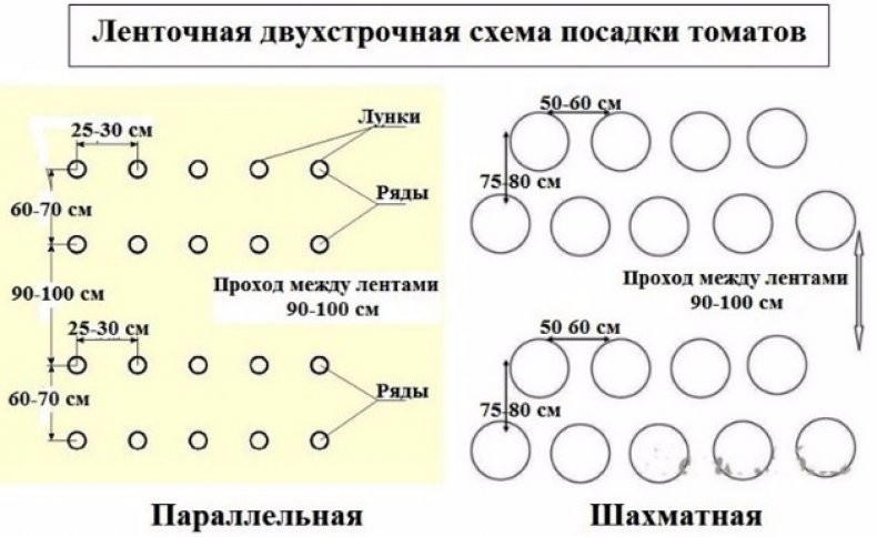 Схема посадки томатов