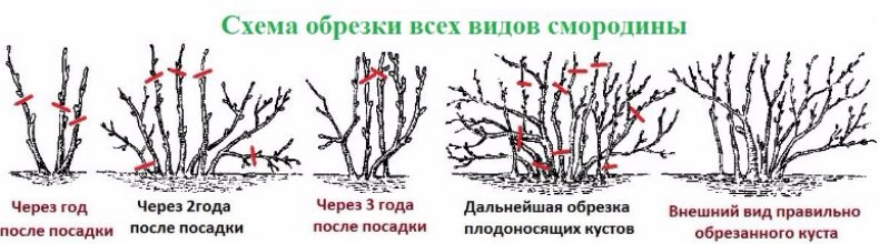 Схема обрезки смородины