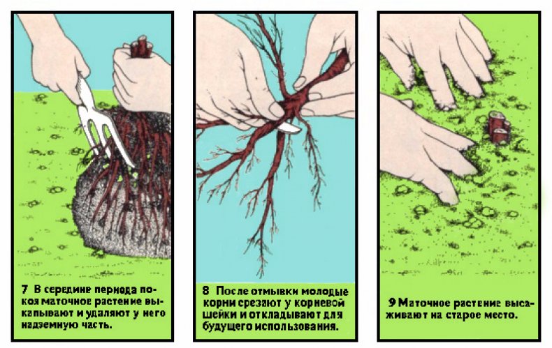 Размножение корневыми отпрыскиваниями