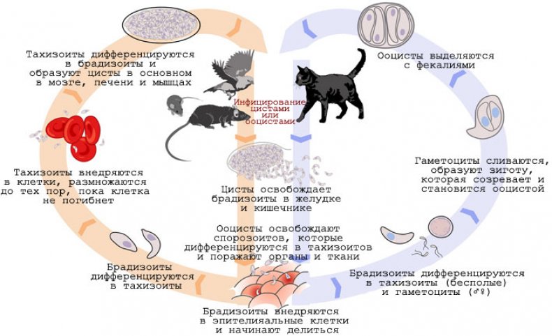 Токсоплазмоз схема