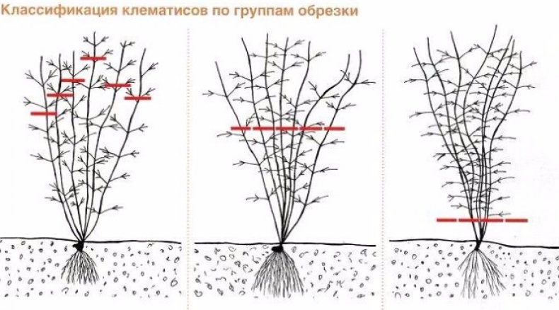 Обрезка клематиса