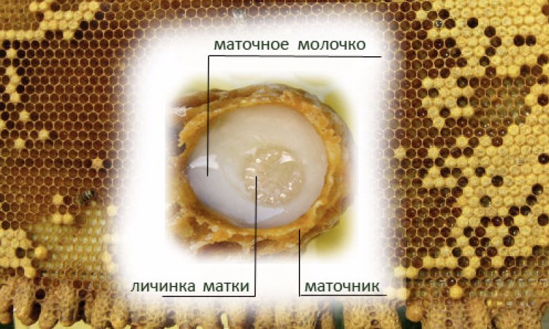 Пчелиное маточное молочко