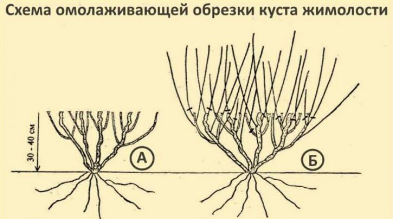 Обрезка жимолости