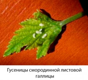 Гусеницы