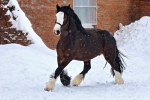 В нижней части ног обычно присутствуют белые широкие «чулочки».