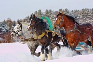 Владимирский тяжеловоз способен за 5 минут преодолеть 2 км