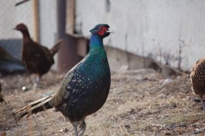 Породу разводят специально для получения мяса