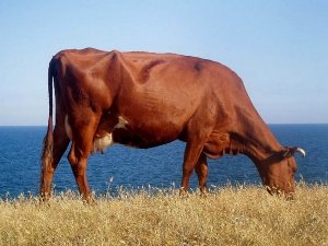 С одного только названия породы ясно, что им характерен красный оттенок шерстки