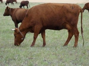 Перемены климата не влияют на производительность коровы