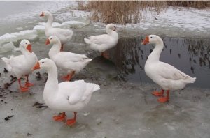 Нужно следить за самочувствием рыбы