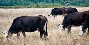 На первых стадиях обнаружить лейкоз по внешнему виду практически невозможно