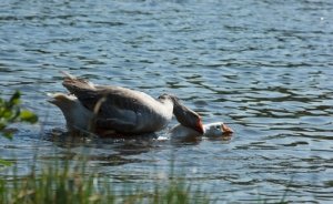 Возле водоема можно насадить растений