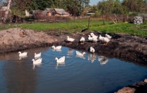 Можно использовать природный водоем, если он недалеко от Вашего дома