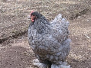 Голубой Кохинхин склонен к чрезмерному весу