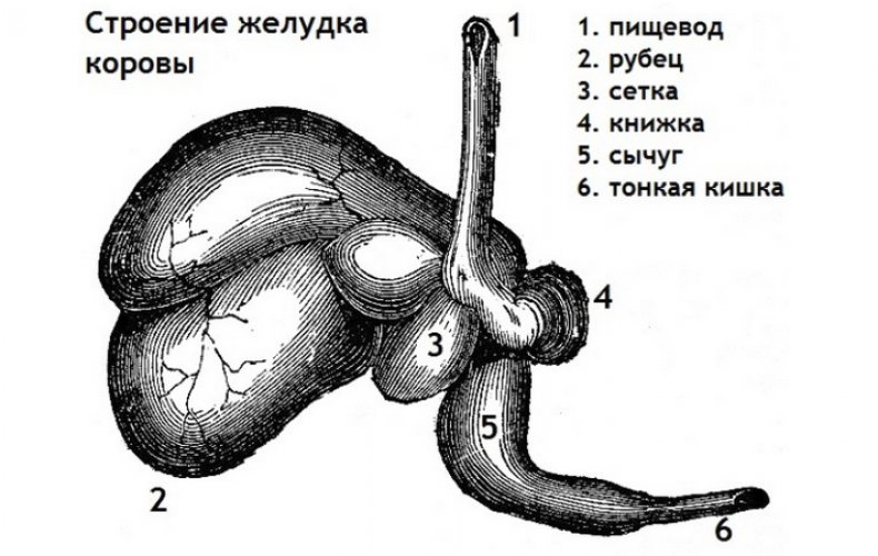 Строение желудка коровы