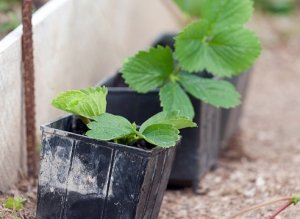 При выращивании рассады нужно помнить о температуре и влажности