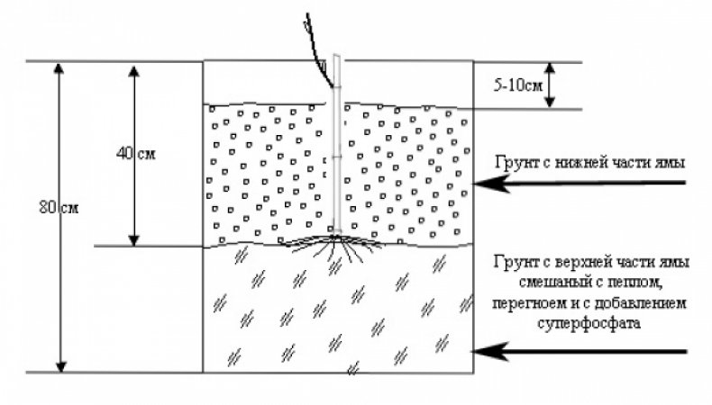Схема ямы для посадки