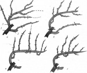Схема обрезки винограда