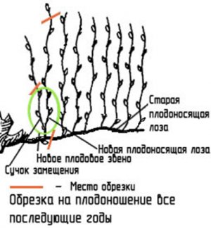 Обрезка на плодоношение