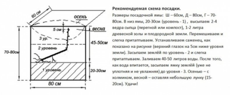 Схема посадки винограда