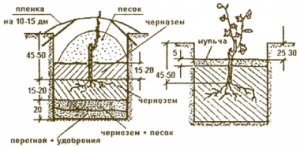 Схема посадки винограда