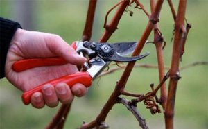 Обрезка помогает избавиться от засохших и больных ветвей