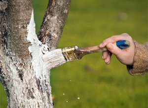 Уход продлит жизнь дерева и улучшит урожаи