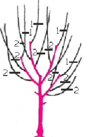 Схема обрезки сливы