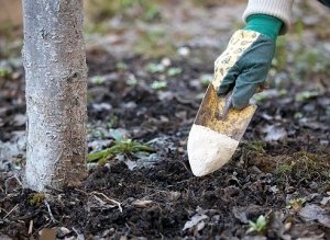 Во время посадки лучше не производить удобрения