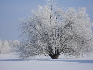 Красивая и здоровая зимнняя яблоня