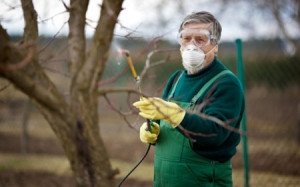 Нужно опрыскивать дерево, чтобы защитить его