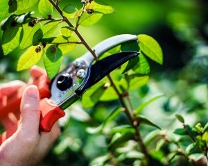 Важно знать все этапы обрезки персика