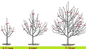 Схема обрезки яблонь