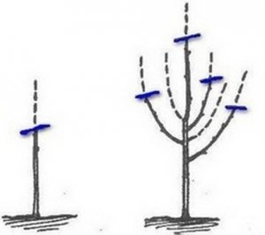 Нужно обрезать саженец, чтобы сформировались боковые побеги